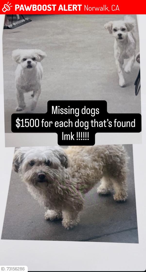 Lost Male Dog last seen Norwalk 57th st, Norwalk, CA 90650