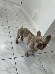 Found/Stray Male Dog last seen E 16th St & Palm Ave, Hialeah, FL, Hialeah, FL 33010