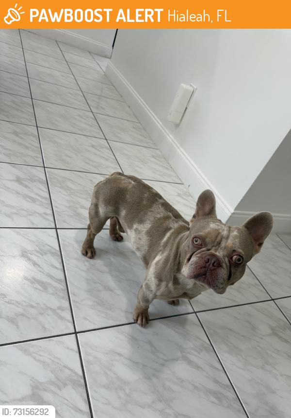 Found/Stray Male Dog last seen E 16th St & Palm Ave, Hialeah, FL, Hialeah, FL 33010