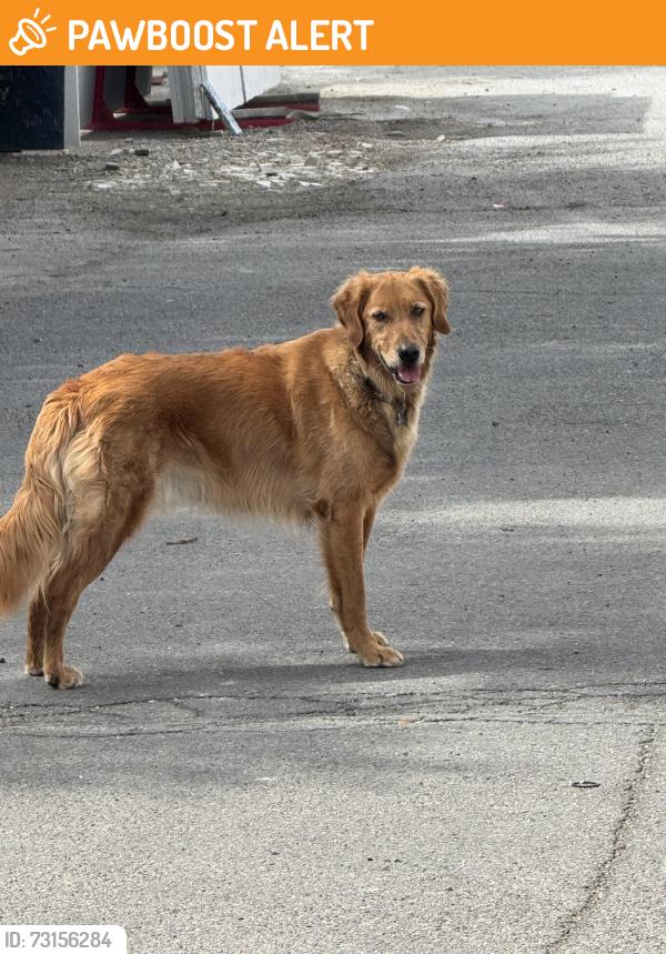 Found/Stray Unknown Dog last seen Southern and Eubank, Kirtland Air Force Base, NM 87123