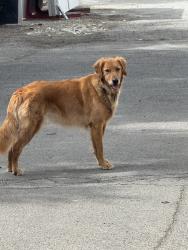 Found/Stray Unknown Dog last seen Southern and Eubank, Kirtland Air Force Base, NM 87123