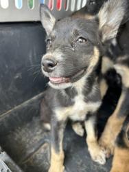 Shelter Stray Female Dog last seen E Drummond Ave & S Sierra Ave, Fresno Zone Fresno CO 3 93727, CA, 1510 W Dan Ronquillo Dr, Fresno, CA 93706, USA