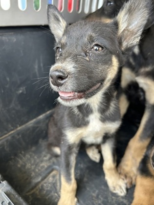 Shelter Stray Female Dog last seen E Drummond Ave & S Sierra Ave, Fresno Zone Fresno CO 3 93727, CA, 1510 W Dan Ronquillo Dr, Fresno, CA 93706, USA