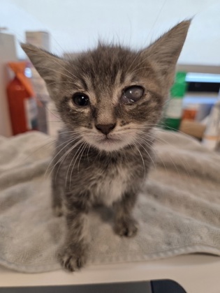 Shelter Stray Male Cat last seen N Chance Ave & N Cornell Ave, Fresno Zone Fresno CO 2 93703, CA, 1510 W Dan Ronquillo Dr, Fresno, CA 93706, USA