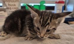 Shelter Stray Male Cat last seen N Chance Ave & N Cornell Ave, Fresno Zone Fresno CO 2 93703, CA, 1510 W Dan Ronquillo Dr, Fresno, CA 93706, USA