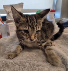 Shelter Stray Male Cat last seen N Chance Ave & N Cornell Ave, Fresno Zone Fresno CO 2 93703, CA, 1510 W Dan Ronquillo Dr, Fresno, CA 93706, USA