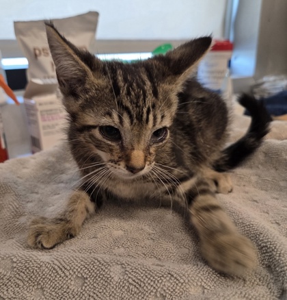 Shelter Stray Male Cat last seen N Chance Ave & N Cornell Ave, Fresno Zone Fresno CO 2 93703, CA, 1510 W Dan Ronquillo Dr, Fresno, CA 93706, USA