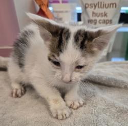 Shelter Stray Male Cat last seen N Chance Ave & N Cornell Ave, Fresno Zone Fresno CO 2 93703, CA, 1510 W Dan Ronquillo Dr, Fresno, CA 93706, USA