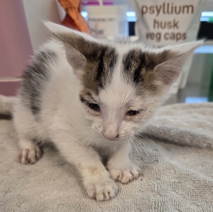Shelter Stray Male Cat last seen N Chance Ave & N Cornell Ave, Fresno Zone Fresno CO 2 93703, CA, 1510 W Dan Ronquillo Dr, Fresno, CA 93706, USA