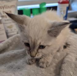 Shelter Stray Female Cat last seen N Chance Ave & N Cornell Ave, Fresno Zone Fresno CO 2 93703, CA, 1510 W Dan Ronquillo Dr, Fresno, CA 93706, USA
