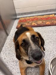 Shelter Stray Male Dog last seen Near Ashville Hwy, Knox County GP, TN, 3201 Division St, Knoxville, TN 37919, USA