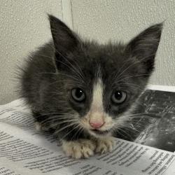 Shelter Stray Male Cat last seen Hickory/Dowling Rd, City of College Station, TX, 5359 Leonard Rd, Bryan, TX 77807, USA