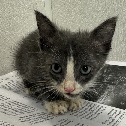 Shelter Stray Male Cat last seen Hickory/Dowling Rd, City of College Station, TX, 5359 Leonard Rd, Bryan, TX 77807, USA