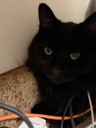 Shelter Stray Male Cat last seen Near Sevierville Pike, Knox County GP, TN, 3201 Division St, Knoxville, TN 37919, USA