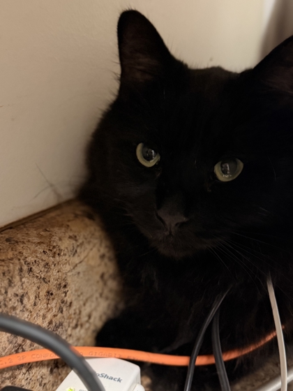 Shelter Stray Male Cat last seen Near Sevierville Pike, Knox County GP, TN, 3201 Division St, Knoxville, TN 37919, USA