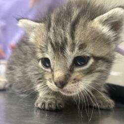 Shelter Stray Male Cat last seen Central Park and Southwest Pkwy, City of College Station, TX, 5359 Leonard Rd, Bryan, TX 77807, USA