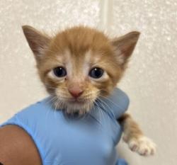 Shelter Stray Male Cat last seen Festus Ln and S Dowling Rd, Brazos County, TX, 5359 Leonard Rd, Bryan, TX 77807, USA