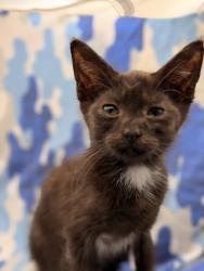 Shelter Stray Female Cat last seen Near Madison Grove Ln, Knox County GP, TN, 3201 Division St, Knoxville, TN 37919, USA