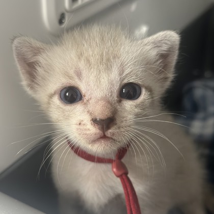 Shelter Stray Male Cat last seen Central Park and Southwest Pkwy, City of College Station, TX, 5359 Leonard Rd, Bryan, TX 77807, USA