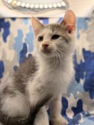 Shelter Stray Male Cat last seen Near Madison Grove Ln, Knox County GP, TN, 3201 Division St, Knoxville, TN 37919, USA