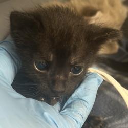 Shelter Stray Male Cat last seen Central Park and Southwest Pkwy, City of College Station, TX, 5359 Leonard Rd, Bryan, TX 77807, USA
