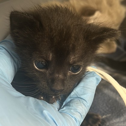 Shelter Stray Male Cat last seen Central Park and Southwest Pkwy, City of College Station, TX, 5359 Leonard Rd, Bryan, TX 77807, USA