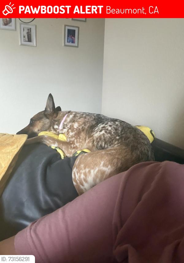 Lost Female Dog last seen cougar ranch rd and palm, Beaumont, CA 92223