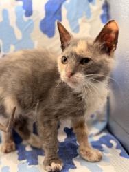 Shelter Stray Female Cat last seen Near Madison Grove Ln, Knox County GP, TN, 3201 Division St, Knoxville, TN 37919, USA