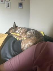 Lost Female Dog last seen cougar ranch rd and palm, Beaumont, CA 92223