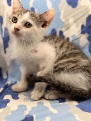 Shelter Stray Female Cat last seen Near Madison Grove Ln, Knox County GP, TN, 3201 Division St, Knoxville, TN 37919, USA