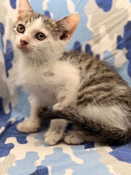 Shelter Stray Female Cat last seen Near Madison Grove Ln, Knox County GP, TN, 3201 Division St, Knoxville, TN 37919, USA