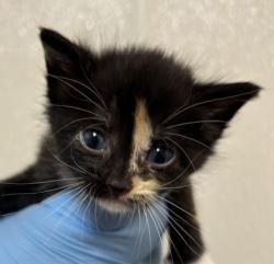 Shelter Stray Female Cat last seen Festus Ln and S Dowling Rd, Brazos County, TX, 5359 Leonard Rd, Bryan, TX 77807, USA