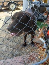 Found/Stray Male Dog last seen Whitter st hemet ca, Hemet, CA 92544