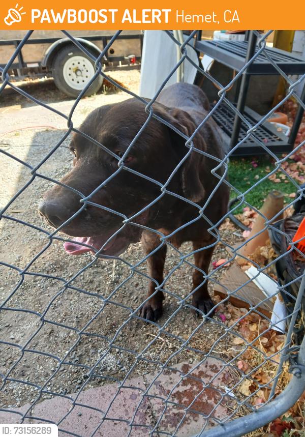 Found/Stray Male Dog last seen Whitter st hemet ca, Hemet, CA 92544