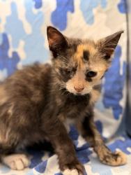 Shelter Stray Female Cat last seen Near Madison Grove Ln, Knox County GP, TN, 3201 Division St, Knoxville, TN 37919, USA