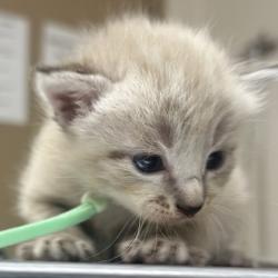 Shelter Stray Male Cat last seen Central Park and Southwest Pkwy, City of College Station, TX, 5359 Leonard Rd, Bryan, TX 77807, USA