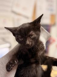 Shelter Stray Female Cat last seen Near Robinson Rd, Knox County GP, TN, 3201 Division St, Knoxville, TN 37919, USA