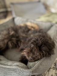 Lost Female Dog last seen Pura medical aesthetic, Houston, TX 77005