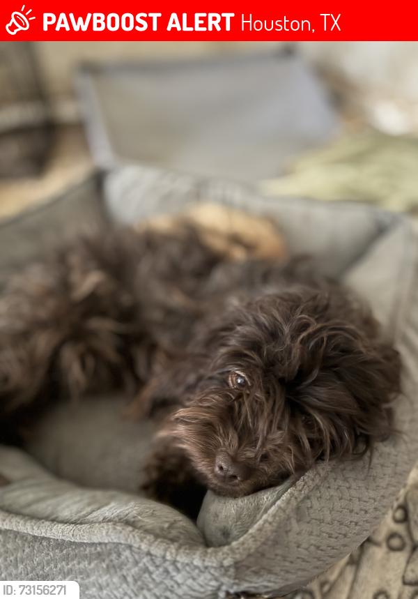 Lost Female Dog last seen Pura medical aesthetic, Houston, TX 77005