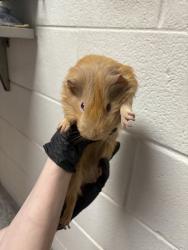 Shelter Stray Male Guinea pig last seen Near Agusta Ave, Knox County GP, TN, 3201 Division St, Knoxville, TN 37919, USA