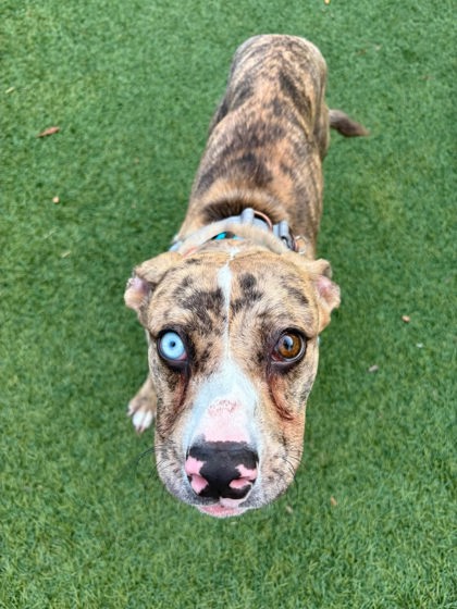 Shelter Stray Male Dog last seen Near Pennington Ave, 21226, MD, 301 Stockholm St, Baltimore, MD 21230, USA