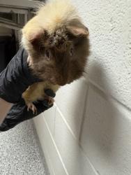 Shelter Stray Male Guinea pig last seen Near Agusta Ave, Knox County GP, TN, 3201 Division St, Knoxville, TN 37919, USA