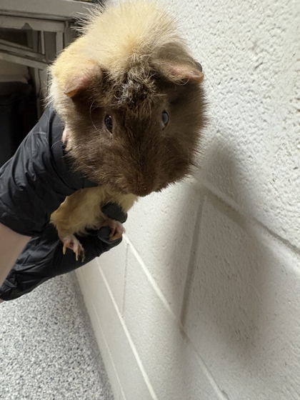 Shelter Stray Male Guinea pig last seen Near Agusta Ave, Knox County GP, TN, 3201 Division St, Knoxville, TN 37919, USA