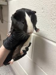 Shelter Stray Male Guinea pig last seen Near Agusta Ave, Knox County GP, TN, 3201 Division St, Knoxville, TN 37919, USA