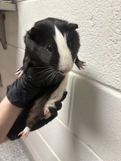 Shelter Stray Male Guinea pig last seen Near Agusta Ave, Knox County GP, TN, 3201 Division St, Knoxville, TN 37919, USA