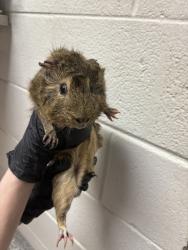 Shelter Stray Male Guinea pig last seen Near Agusta Ave, Knox County GP, TN, 3201 Division St, Knoxville, TN 37919, USA