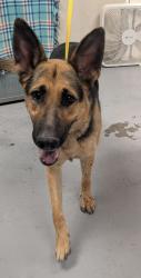 Shelter Stray Female Dog last seen , , NM, 1209 NM-314, Los Lunas, NM 87031, USA