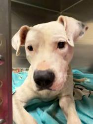 Shelter Stray Male Dog last seen Near SAINT KATHERINE, 70805, LA, 2550 Gourrier Ave, Baton Rouge, LA 70820, USA