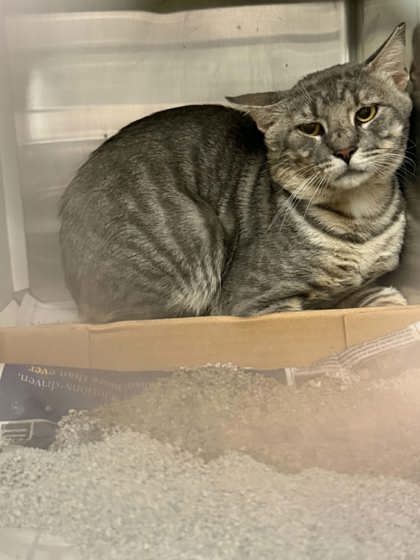 Shelter Stray Male Cat last seen Near N. 6th St, 70802, LA, 2550 Gourrier Ave, Baton Rouge, LA 70820, USA