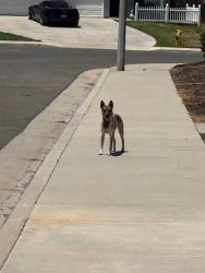 Reunited Female Dog last seen Palm and cougar, Beaumont, CA 92223